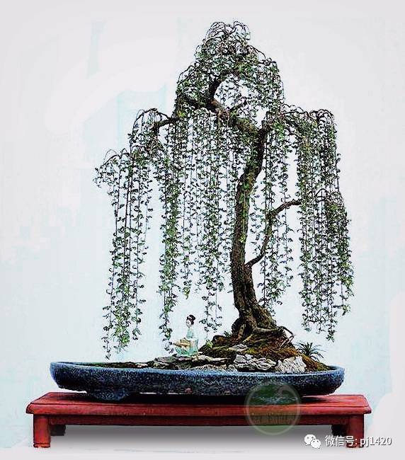 48例盆景树种,总会有属于你的那棵