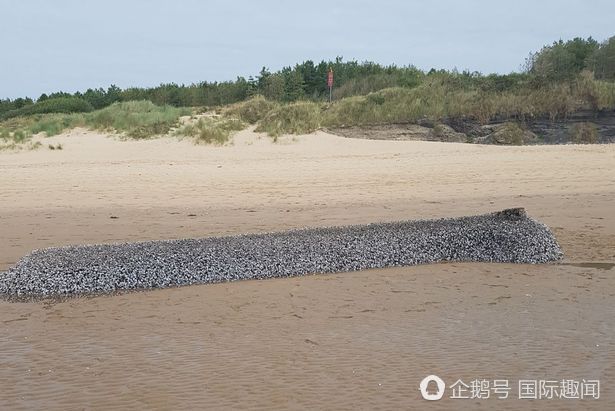 英国海滩惊现神秘怪物：浑身长满贝壳（组图） - 1