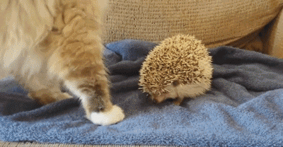 搞笑gif:你永远不会知道,在游戏里对方把你打的惨兮兮