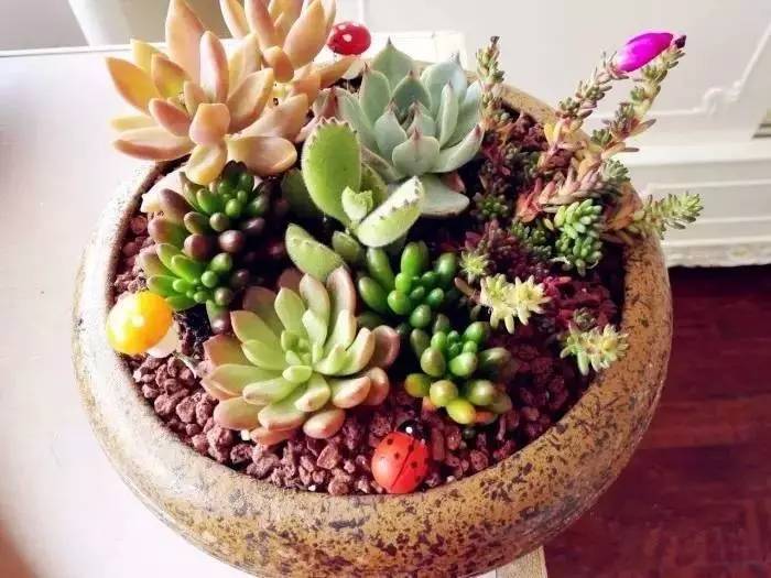 告别曹家渡花鸟市场 以后便宜鲜花要去哪里买