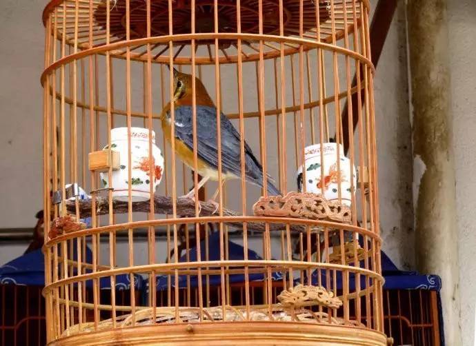 告别曹家渡花鸟市场 以后便宜鲜花要去哪里买