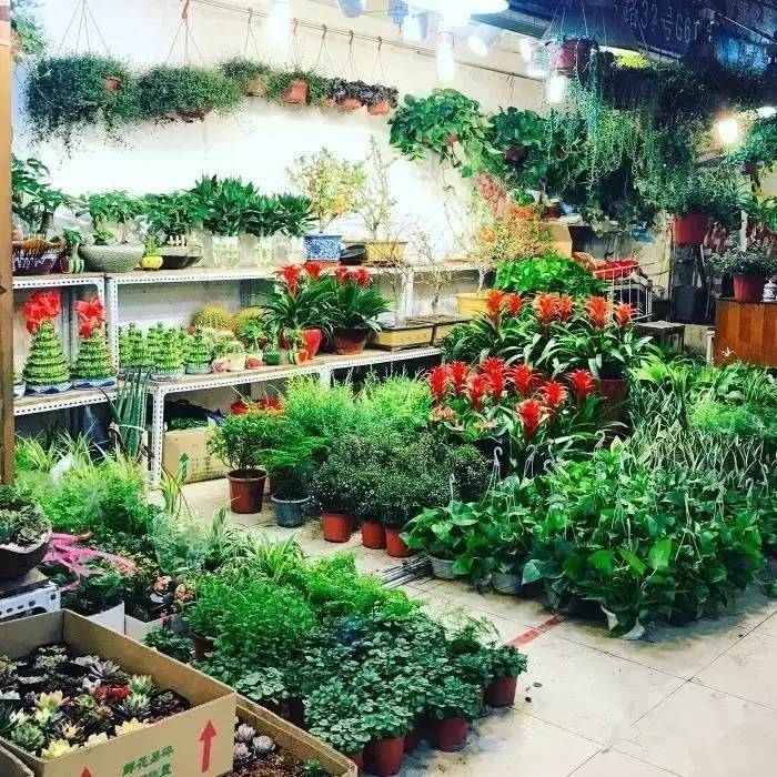 告别曹家渡花鸟市场 以后便宜鲜花要去哪里买