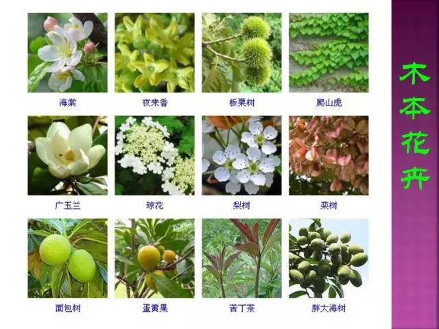 超全常见花卉植物图谱