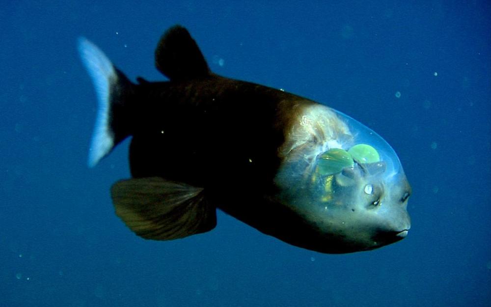 海洋最深处的十大可怕的生物