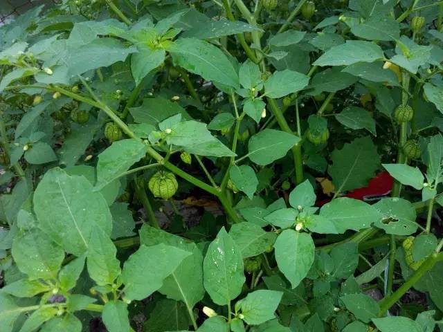 ▼灯笼草
