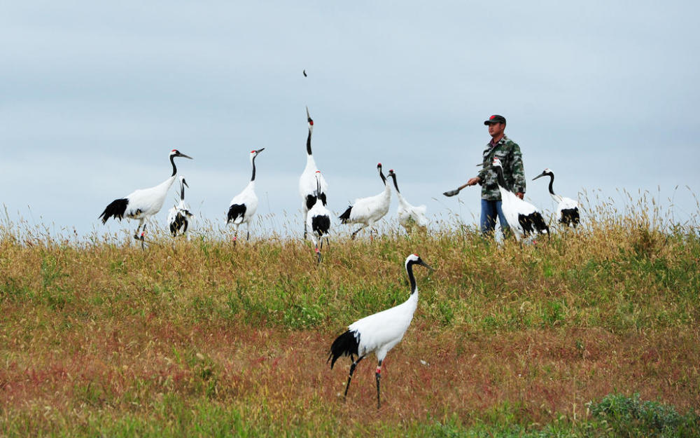 一个女孩为救丹顶鹤牺牲 朱哲琴歌里真实