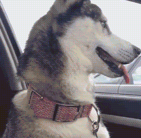 【狗狗表情包】二狗子你是猴子派来的逗比吗?哈哈哈哈