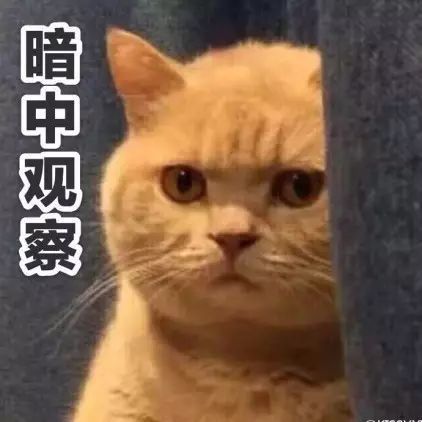 橘猫 橘猫表情包同样是目前火到爆的表情包,它来源于一只橘黄色的猫