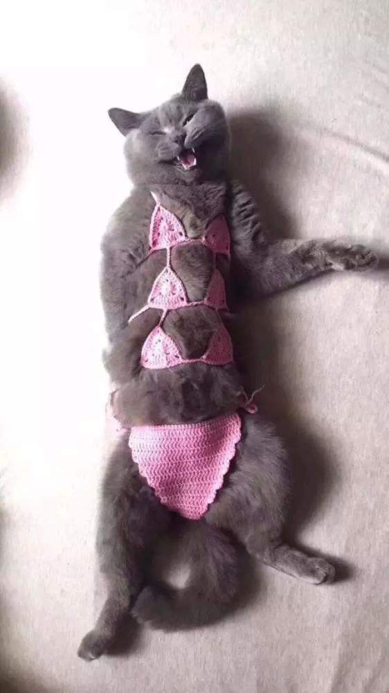 日本人的脑洞图有多污！竟让猫咪穿比基尼