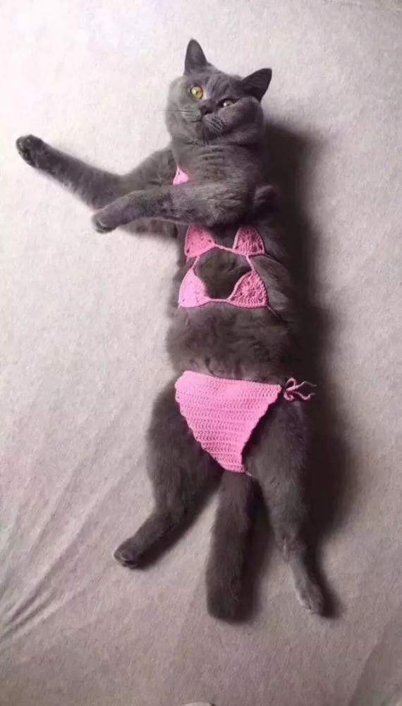 日本人的脑洞图有多污！竟让猫咪穿比基尼