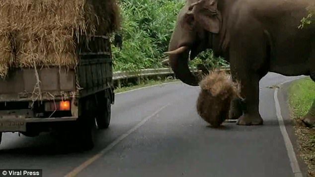 曼谷野生大象“拦路抢劫” 司机敢怒不敢言（组图） - 3