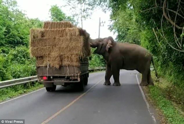 曼谷野生大象“拦路抢劫” 司机敢怒不敢言（组图） - 1