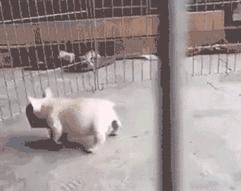 壁纸 动物 狗 狗狗 350_277 gif 动态图 动图