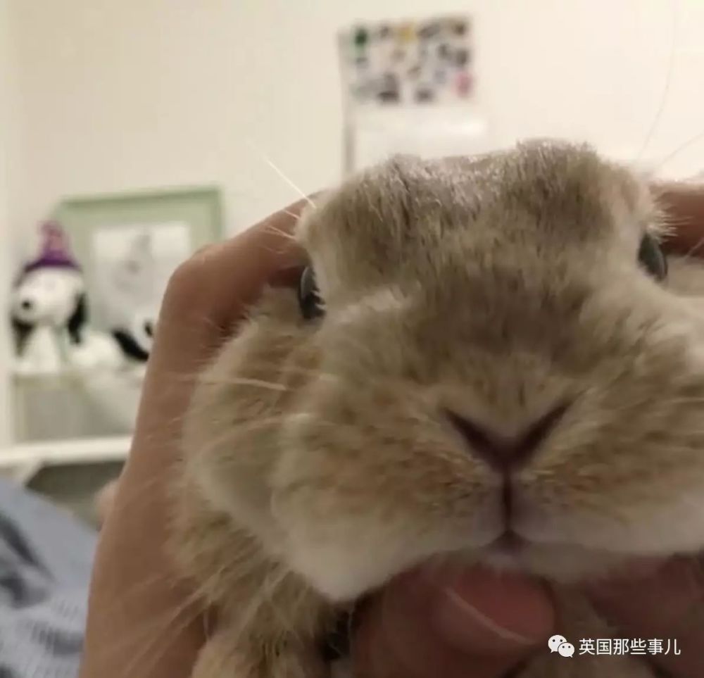 “兔子不是宠物，是2.5公斤肉哇！”委内瑞拉政府为了饥荒拼尽了全力，然而.... - 1