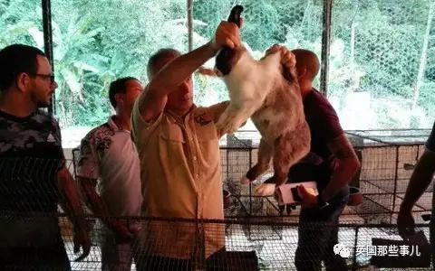 “兔子不是宠物，是2.5公斤肉哇！”委内瑞拉政府为了饥荒拼尽了全力，然而.... - 11