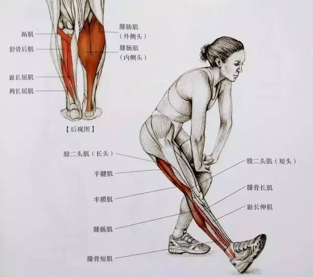 下面是小腿的肌肉结构图 可以简单了解换下