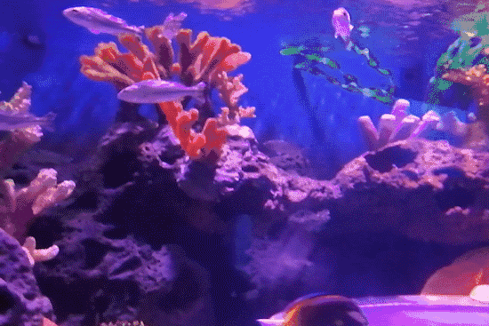 壁纸 海底 海底世界 海洋馆 水族馆 550_367 gif 动态图 动图