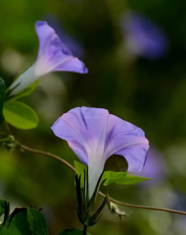 小小牵牛花 迷人一片景