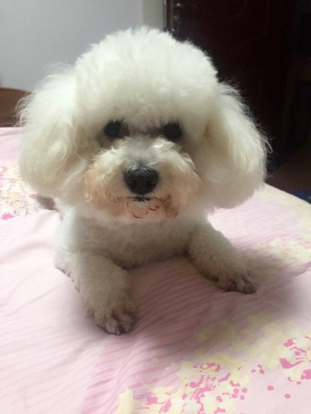藏獒經濟崩盤寵物經濟興起資料圖
