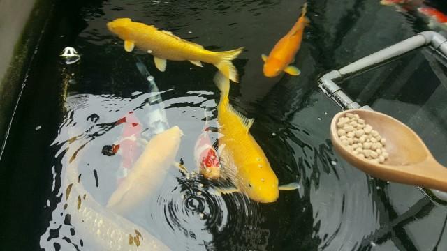 藏獒經濟崩盤寵物經濟興起資料圖