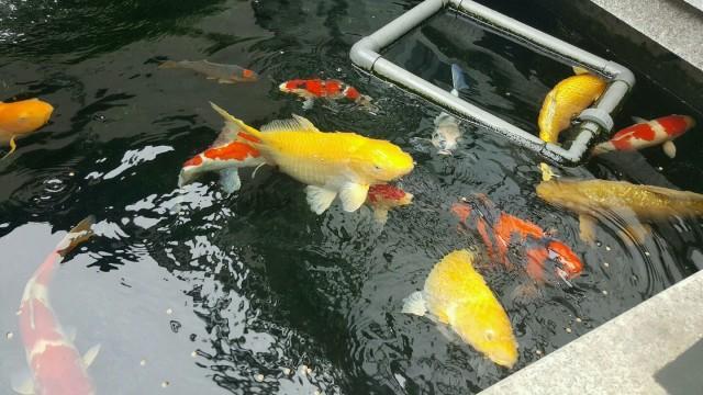 藏獒經濟崩盤寵物經濟興起資料圖