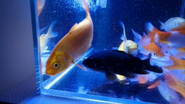 藏獒經濟崩盤寵物經濟興起資料圖