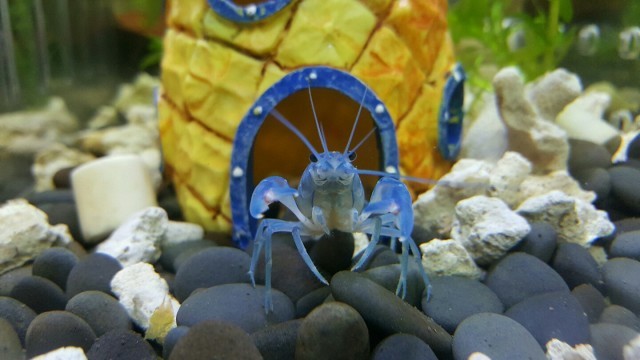 藏獒經濟崩盤寵物經濟興起資料圖