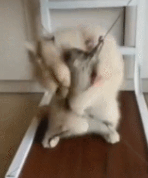 老鼠被猫咪侮辱,老鼠:想咬舌自尽!