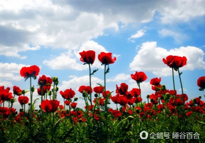 张馨予疑回应李晨求婚 画罂粟花暗讽范冰冰(组图) - 11