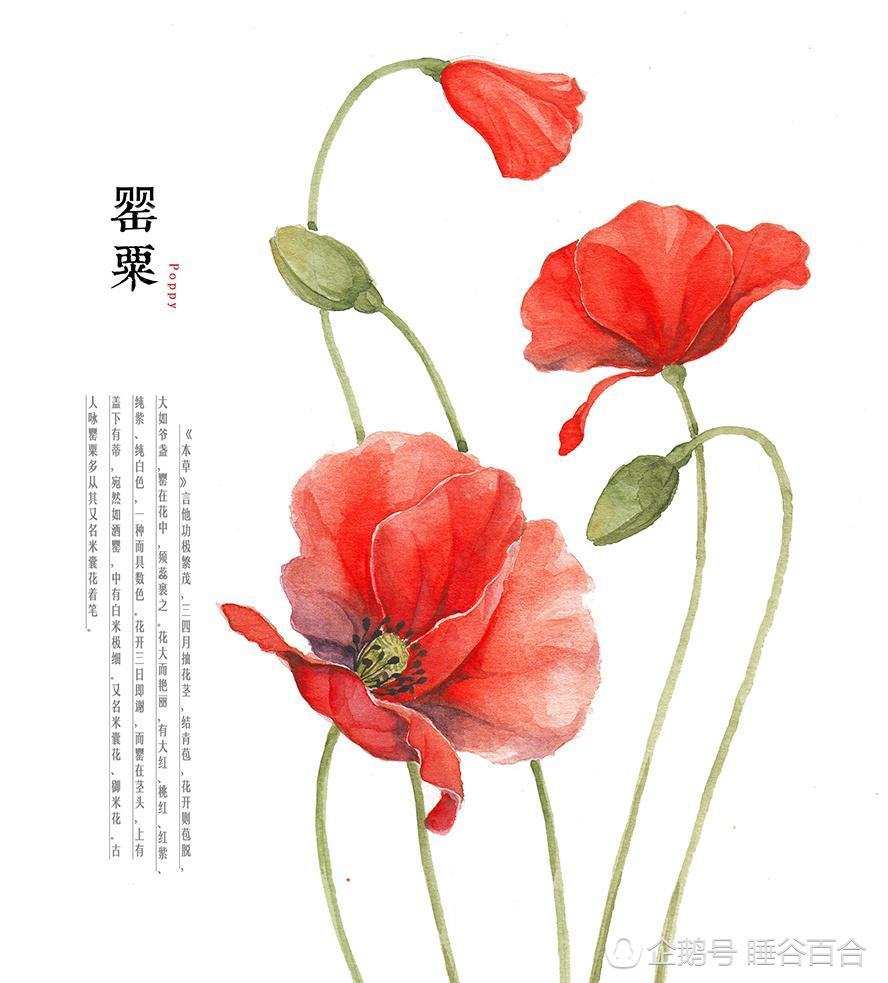 张馨予疑回应李晨求婚 画罂粟花暗讽范冰冰(组图) - 13