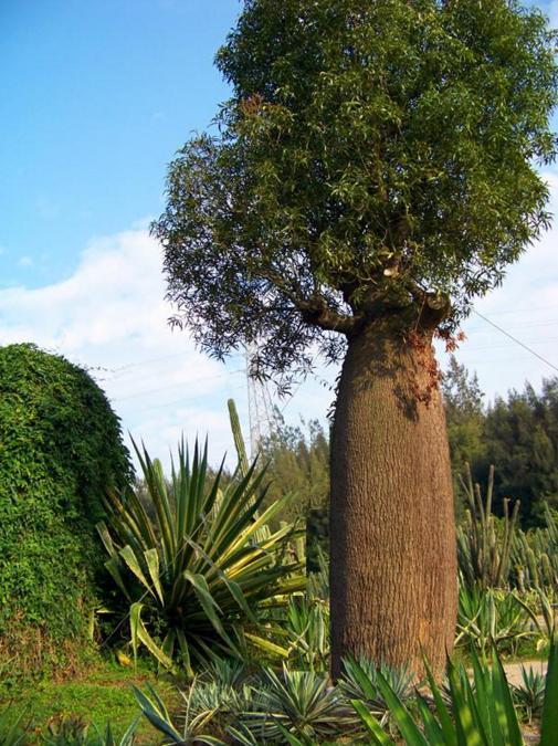 世界最奇特的4种植物,有你见过的吗?