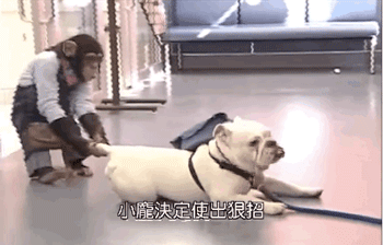 点击播放 gif  2.0 m