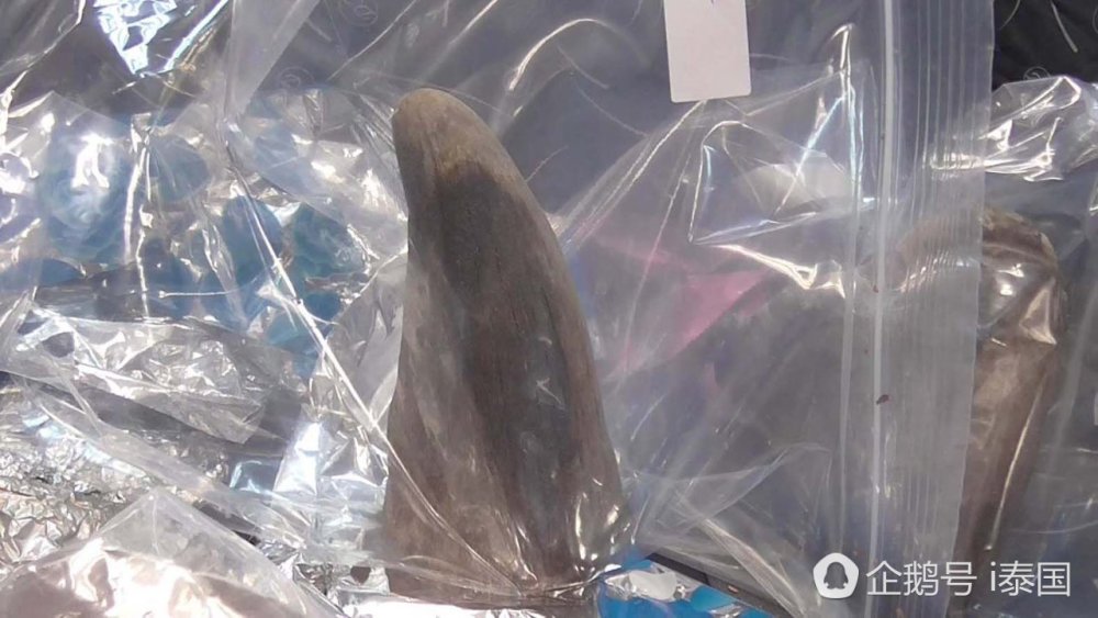 泰国机场截获走私珍稀犀牛角价值3百万（组图） - 1