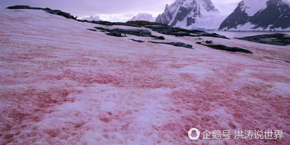 美国再次天降红雪 融化后有西瓜的气味（组图） - 1