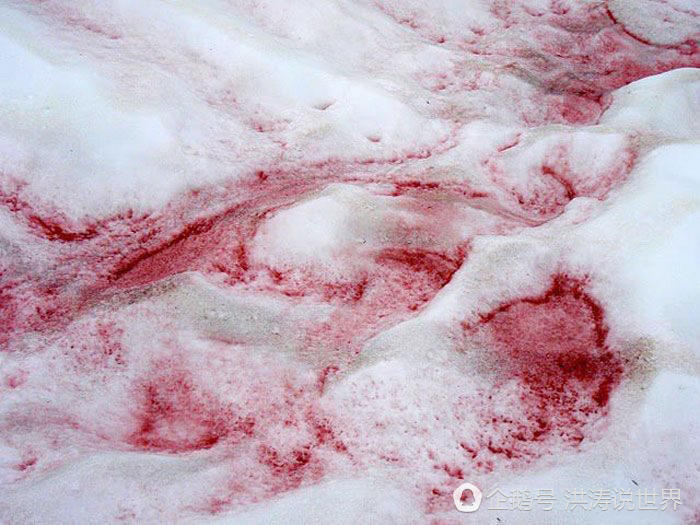 美国再次天降红雪 融化后有西瓜的气味（组图） - 11