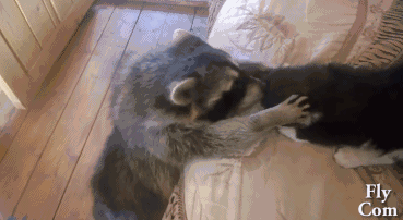 那平常,小浣熊的小动作也是非常多的. 偷吃主人的爆米 