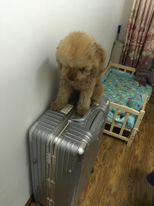 迪没想到是披着狗皮的猫,而且是哈士奇生的那