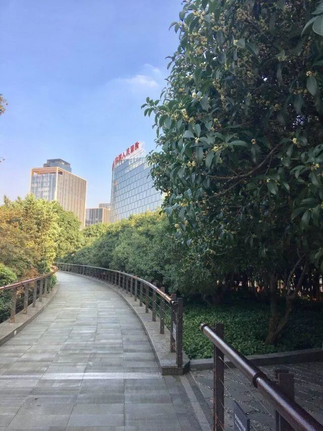 最新版上海赏桂攻略出炉，带你走进桂香满城的秋