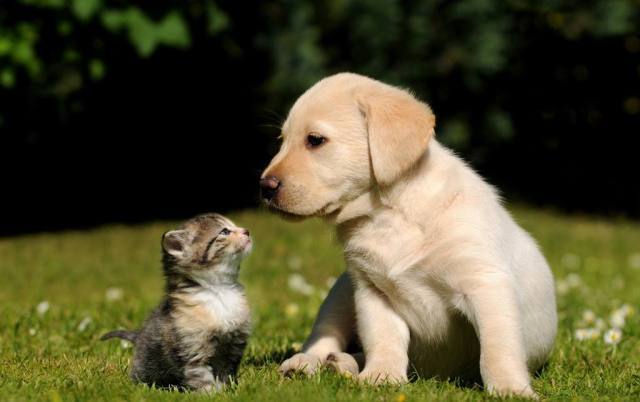 20张图告诉你,猫和狗之间的区别,太形象了!