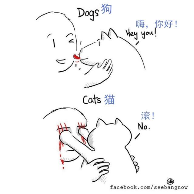 20��ͼ�����㣬è�͹�֮�������̫�����ˣ�