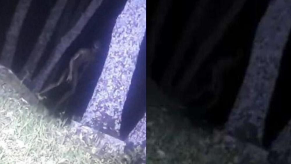 阿根廷现不明生物 疑似直立行走的外星人（组图） - 1