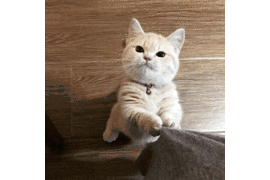 壁纸 动物 猫 猫咪 小猫 桌面 270_180 gif 动态图 动图