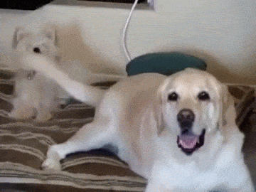 壁纸 动物 狗 狗狗 360_270 gif 动态图 动图