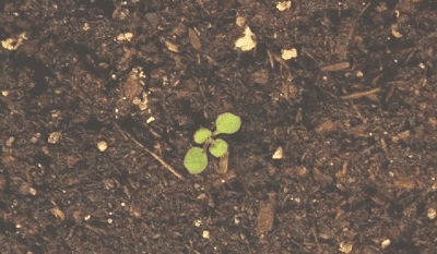 植树节,只想给你满眼的绿绿绿绿绿绿色!