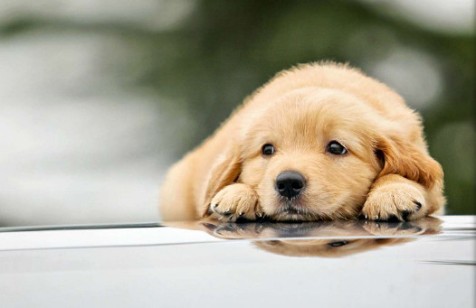 一说狗皮肤病就害怕?其实做好防护措施就能远