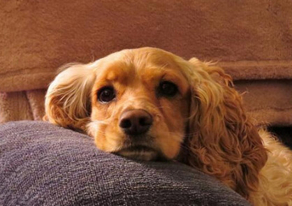 一说狗皮肤病就害怕?其实做好防护措施就能远