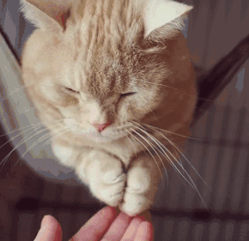 猫爪爪作为世界上最神奇的东西,每一只都具有一股神奇的力量,粉嫩嫩