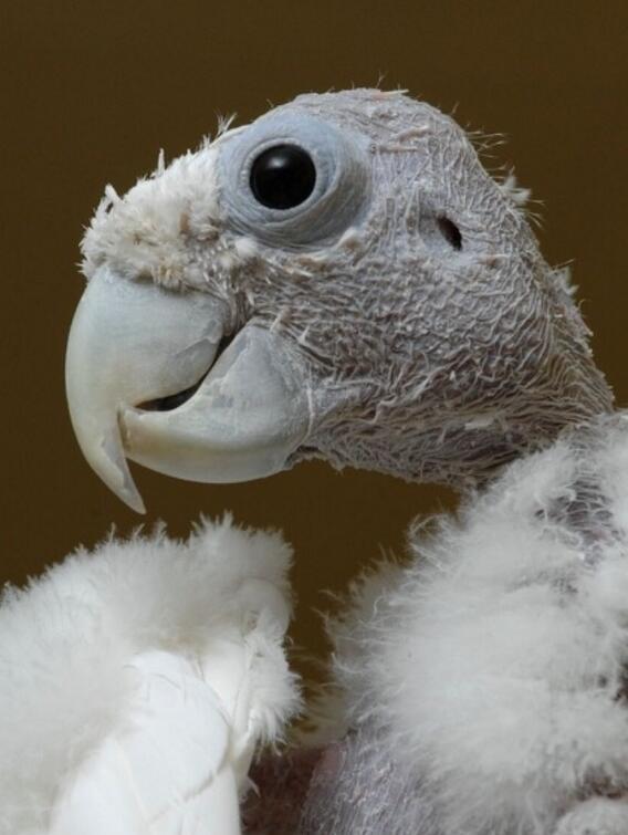 当老主人去世后,不料宠物鹦鹉竟做出这样的事,网友:这