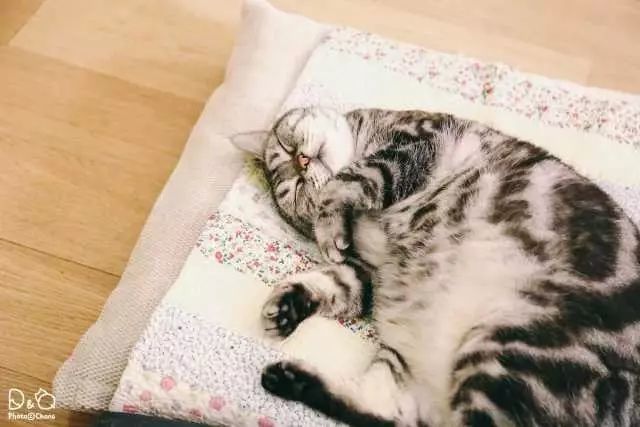 像猫头鹰的猫大概就是猫中之猫!?