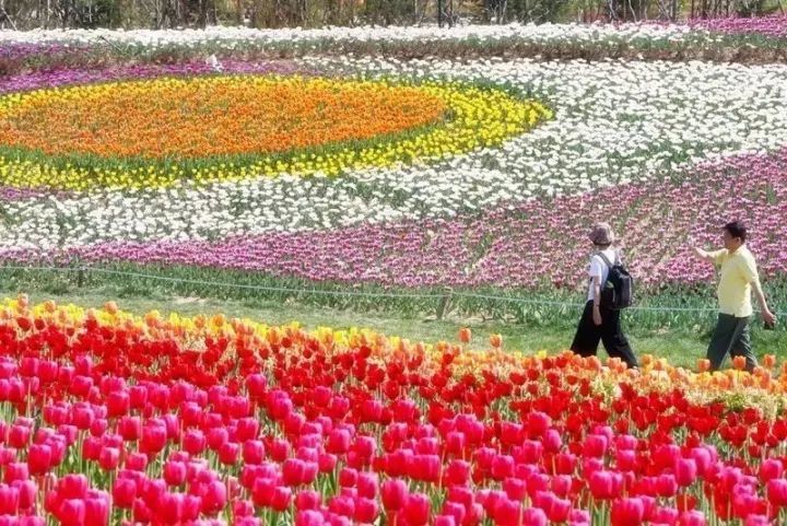 4月22日出发,顺义国际鲜花港 美味中餐 焦庄户地道战遗址 五彩浅山一